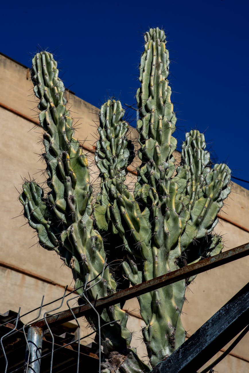 Close-up of a tall cactus against an urban wall with a vibrant blue sky background.