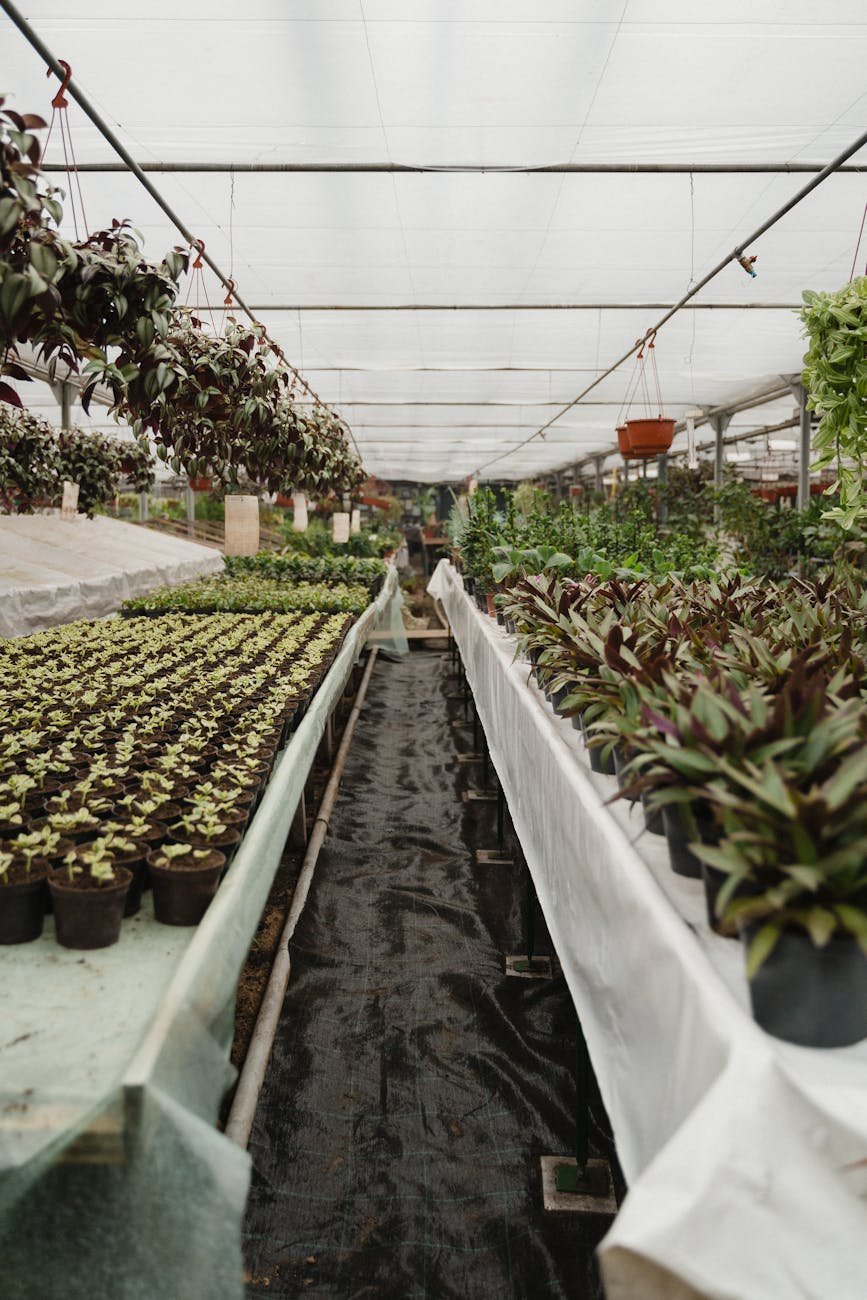 Explore a vibrant greenhouse filled with diverse potted plants and lush greenery.