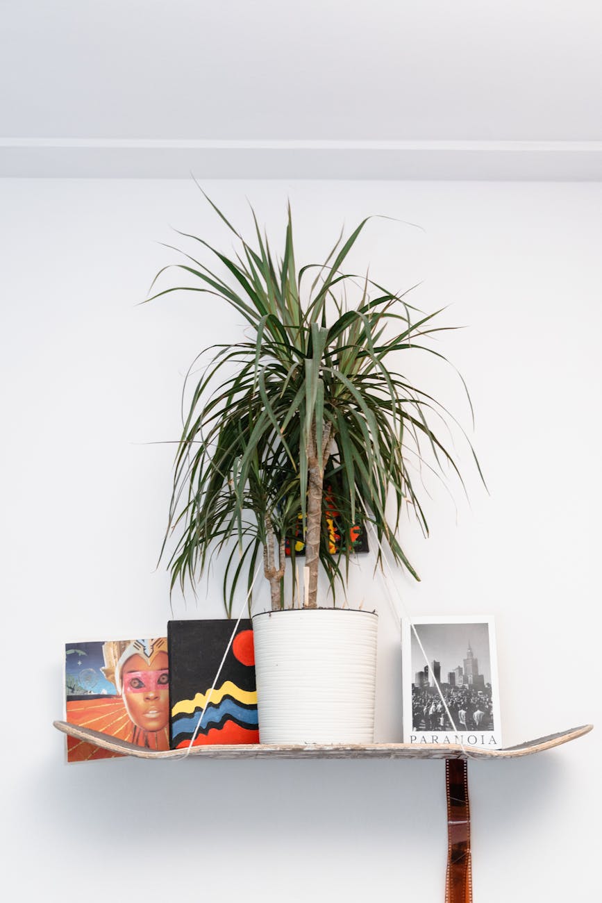 Minimalist indoor shelf decor featuring a vibrant plant and artistic elements.
