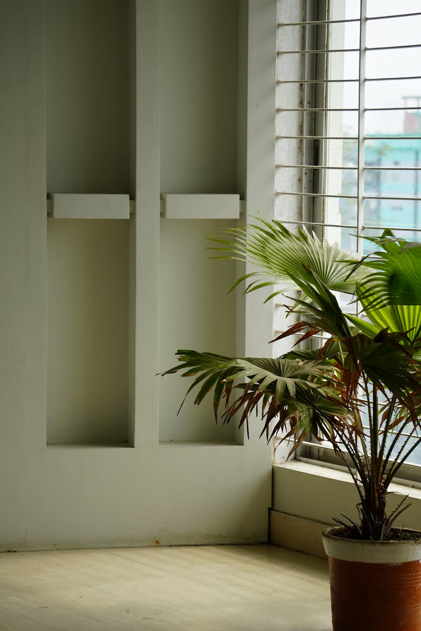 Sunlit corner featuring a potted indoor plant next to a window, creating a serene and natural atmosphere.