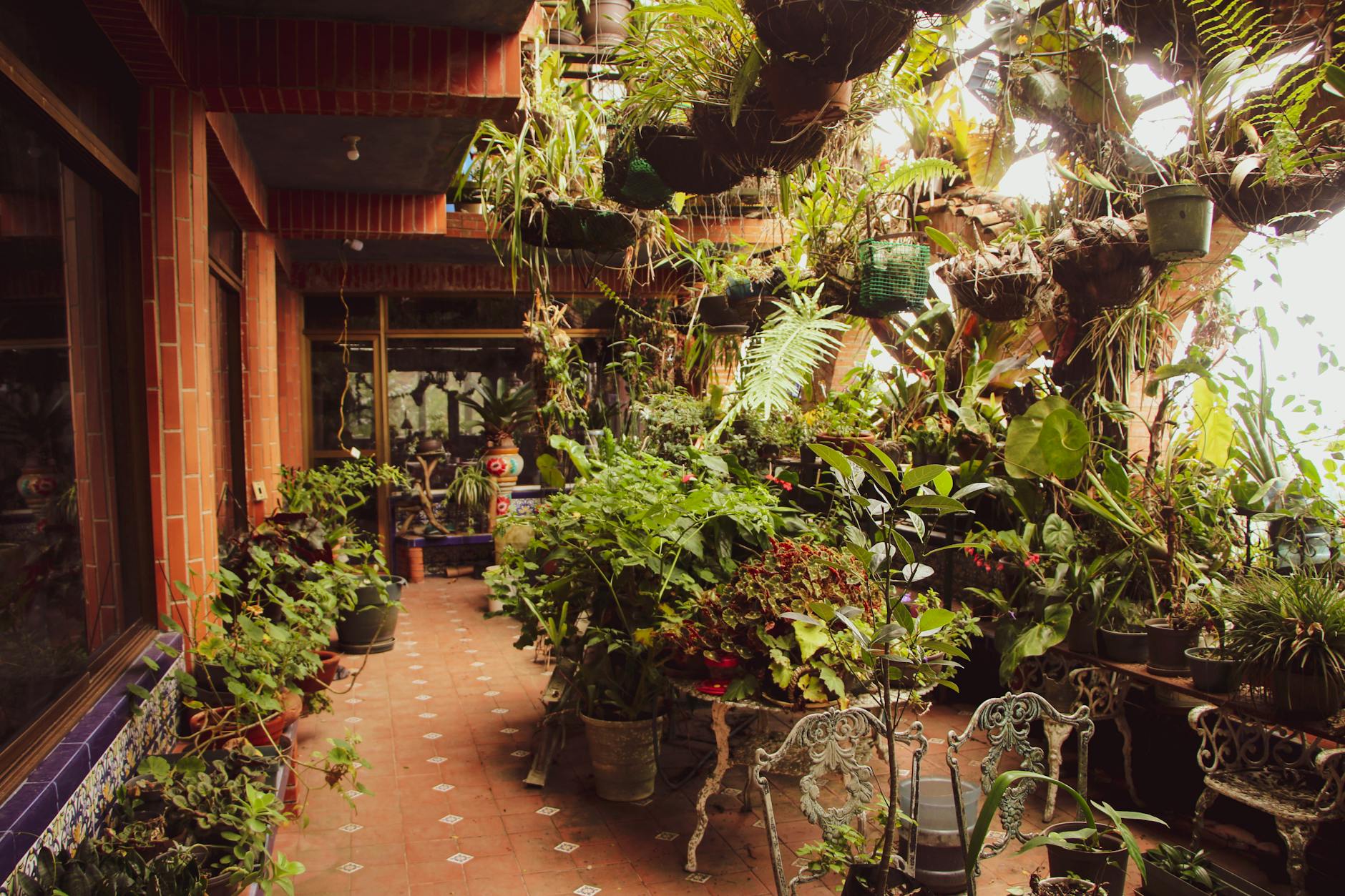 Lush indoor garden in a Caracas greenhouse bursting with potted plants and natural light.