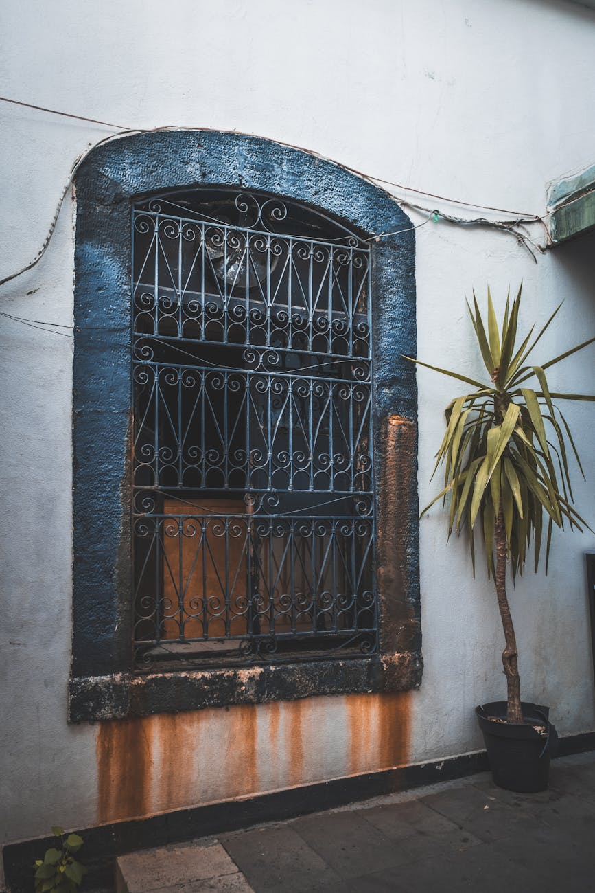 A vintage iron-barred window with a tall potted plant beside it on an aged wall.