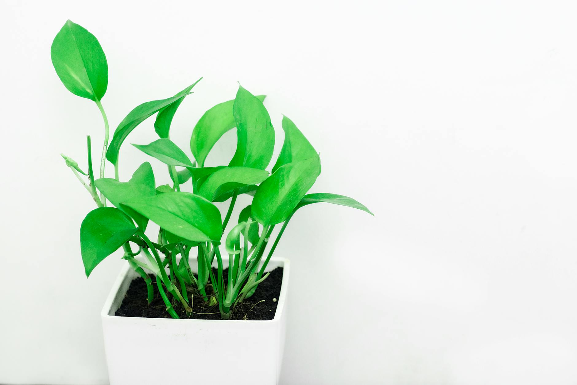 Bright green pothos plant in a white pot against a minimalist white background.