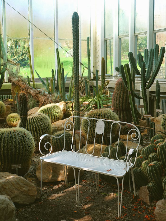 who-we-are A tranquil indoor cactus garden with a vintage white bench, showcasing greenery.