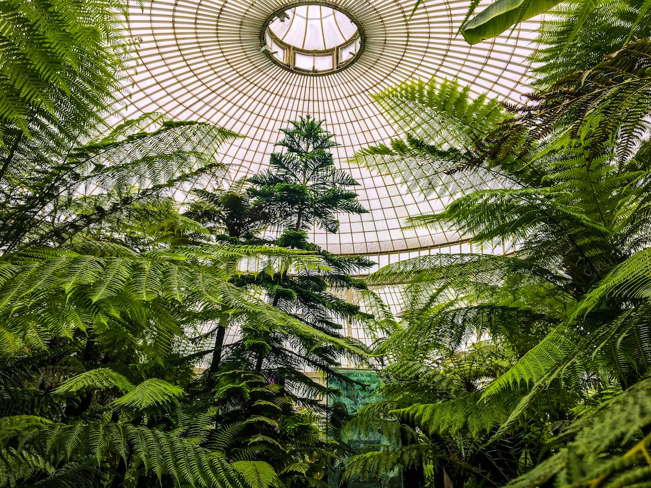 services-02 Explore the thriving green ferns and trees beneath a stunning dome in a Scottish botanical garden.