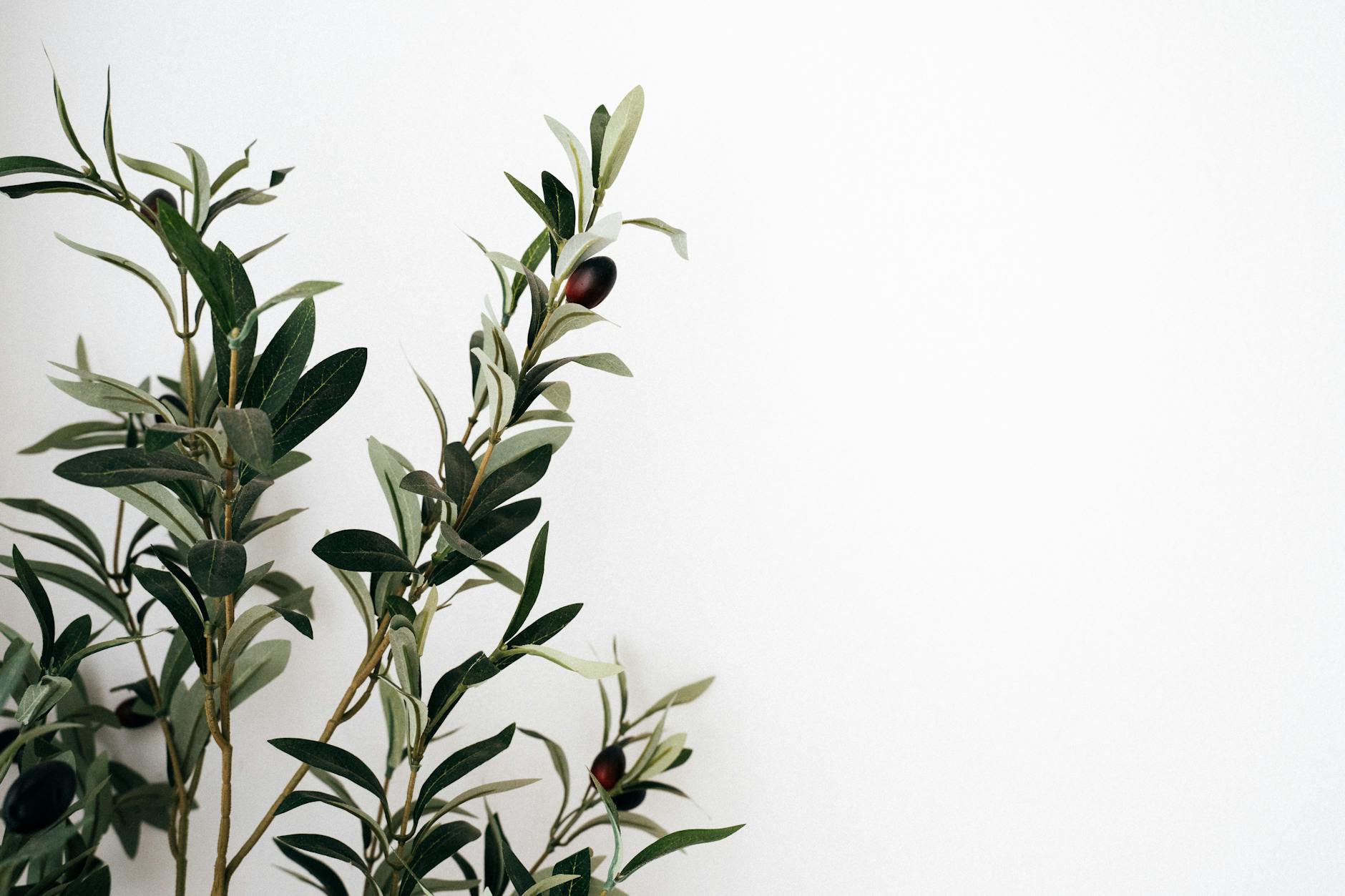 A simple olive tree branch with dark olives on a plain white backdrop, offering a minimalist aesthetic.